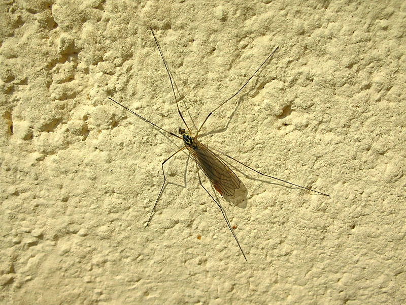 Tipulidae ...tigrata